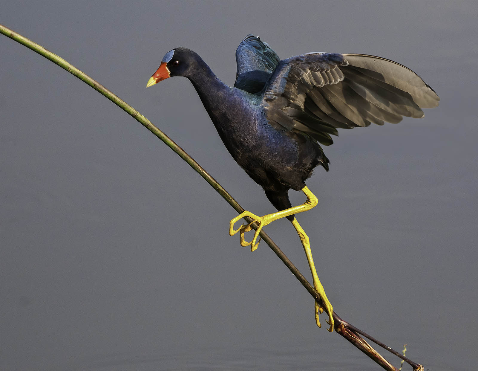 Purple Galinule Breeding Colors