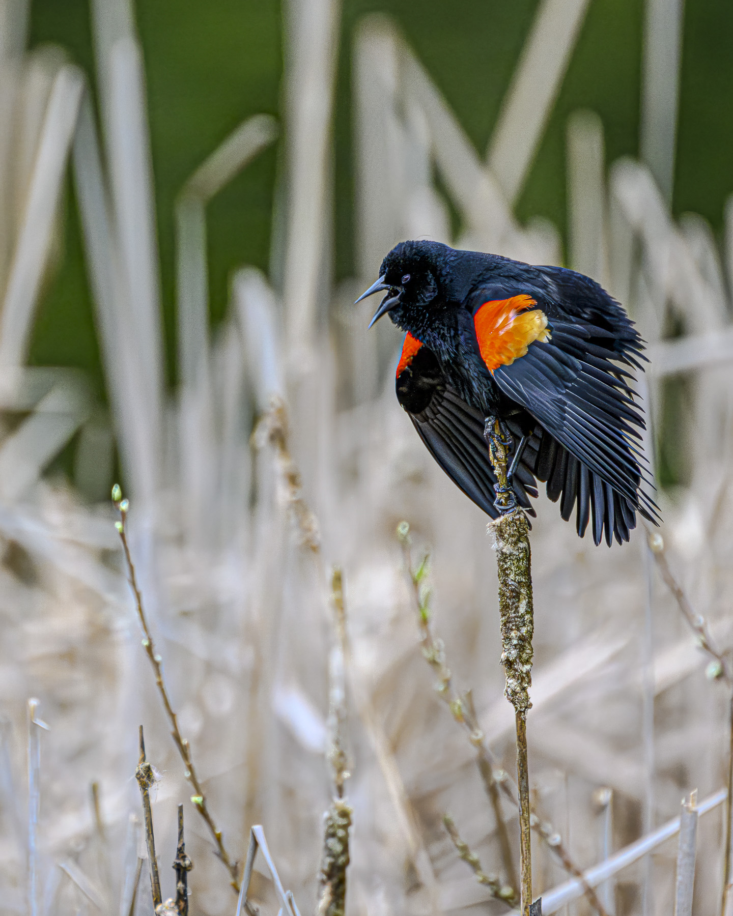 Red Wing Blsckbird by Bud Ralston