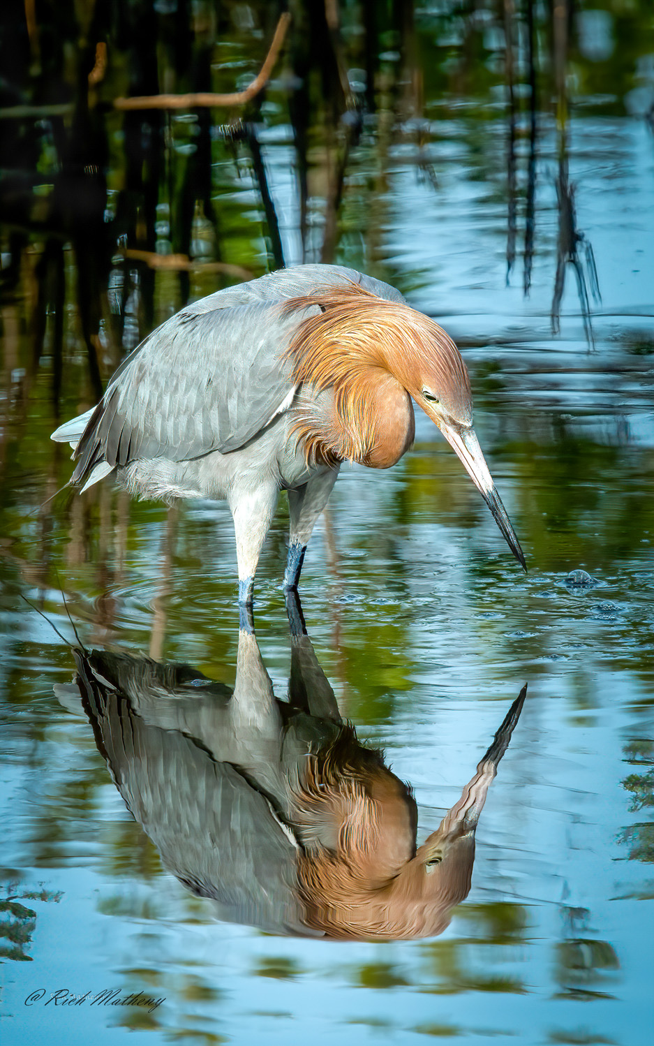 Reddish Egret by Richard Matheny