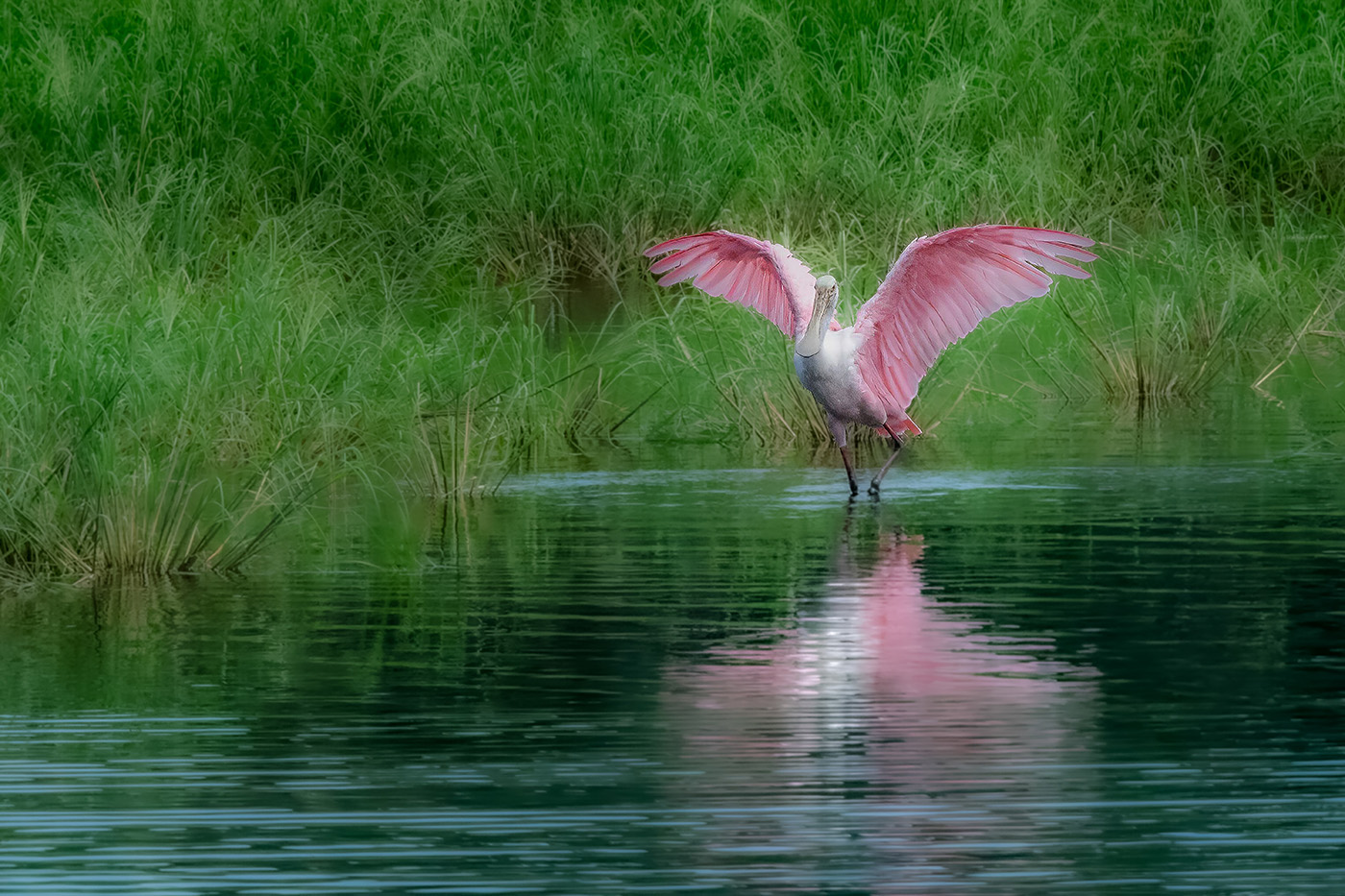 Roseate Spoonbill by Richard Matheny