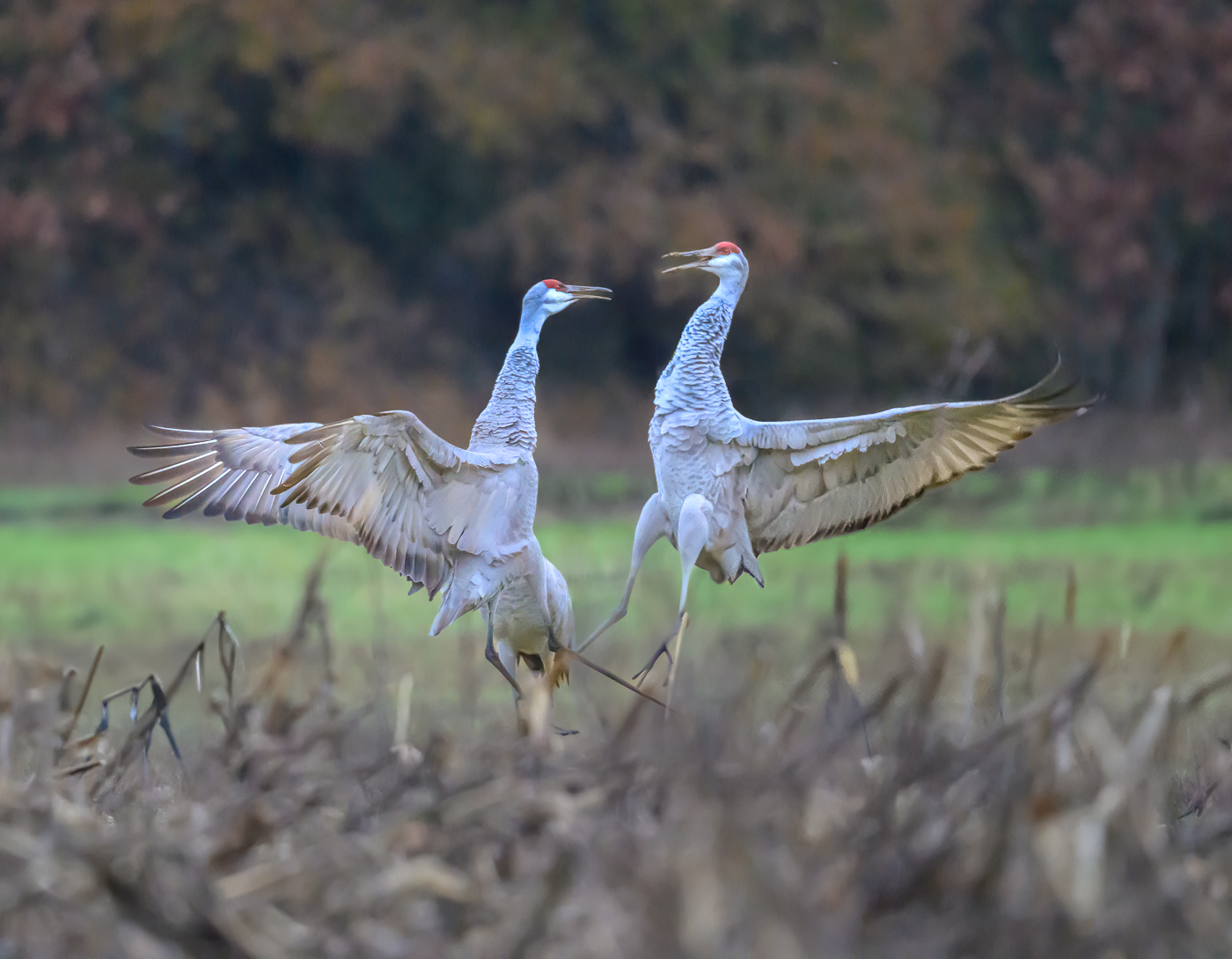 Sandhill Crane