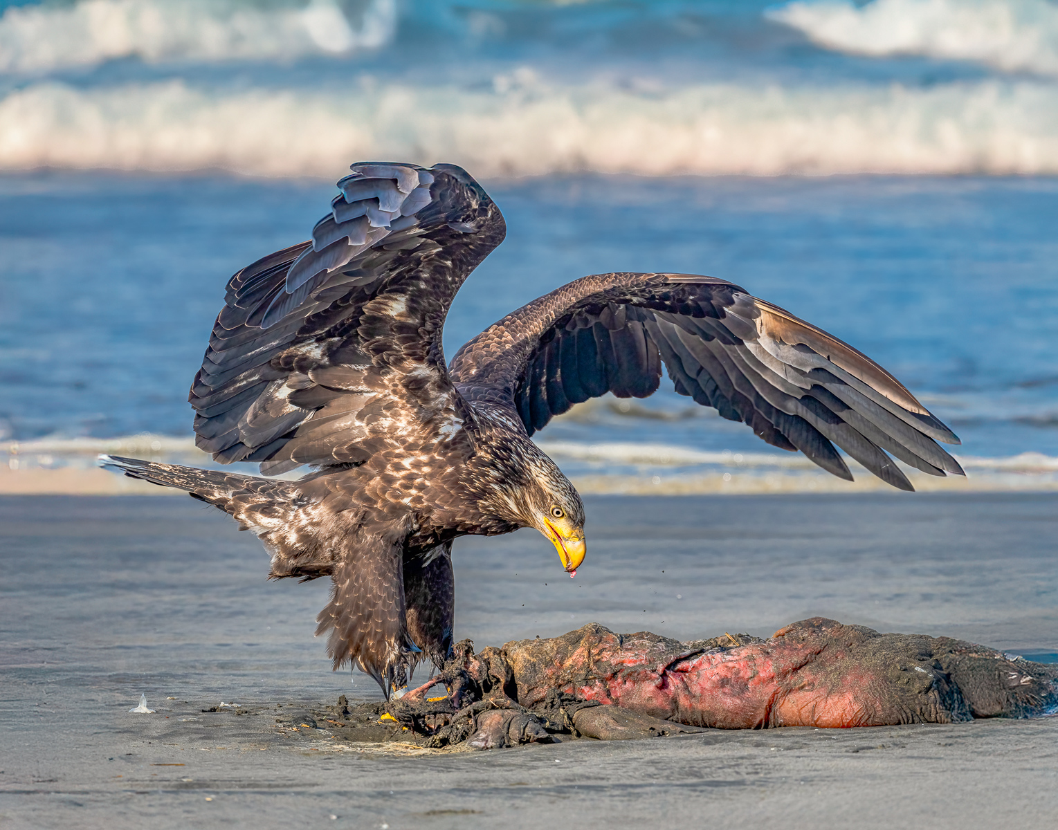 Seal for Lunch by Bud Ralston