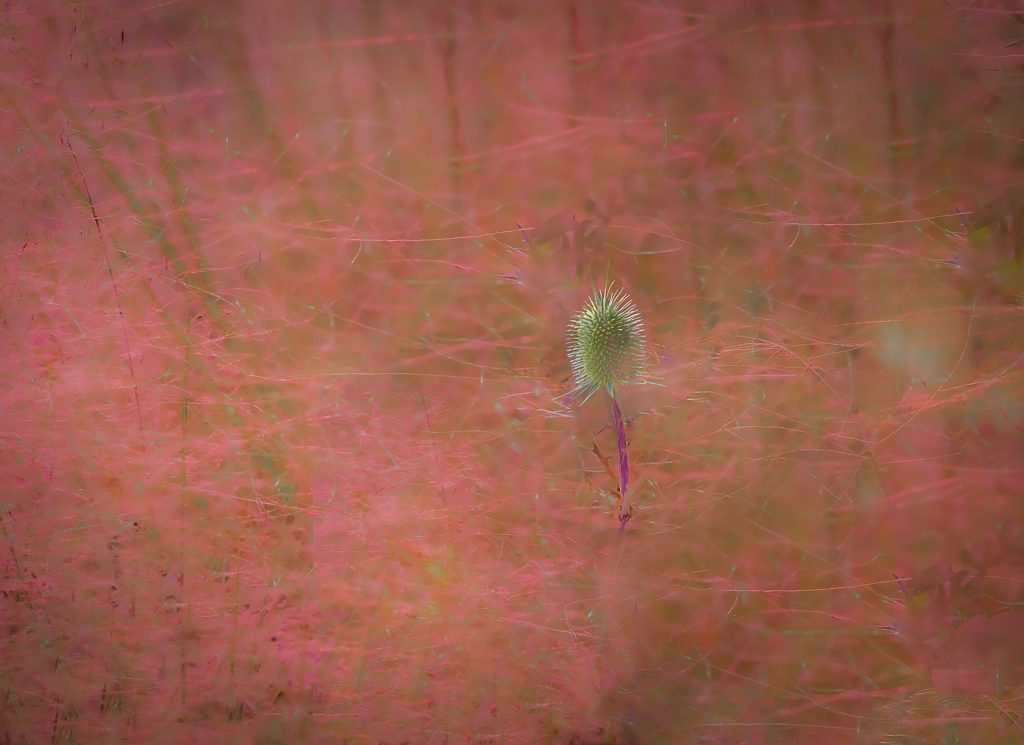 Seed-head in Pink Haze by David Kepley
