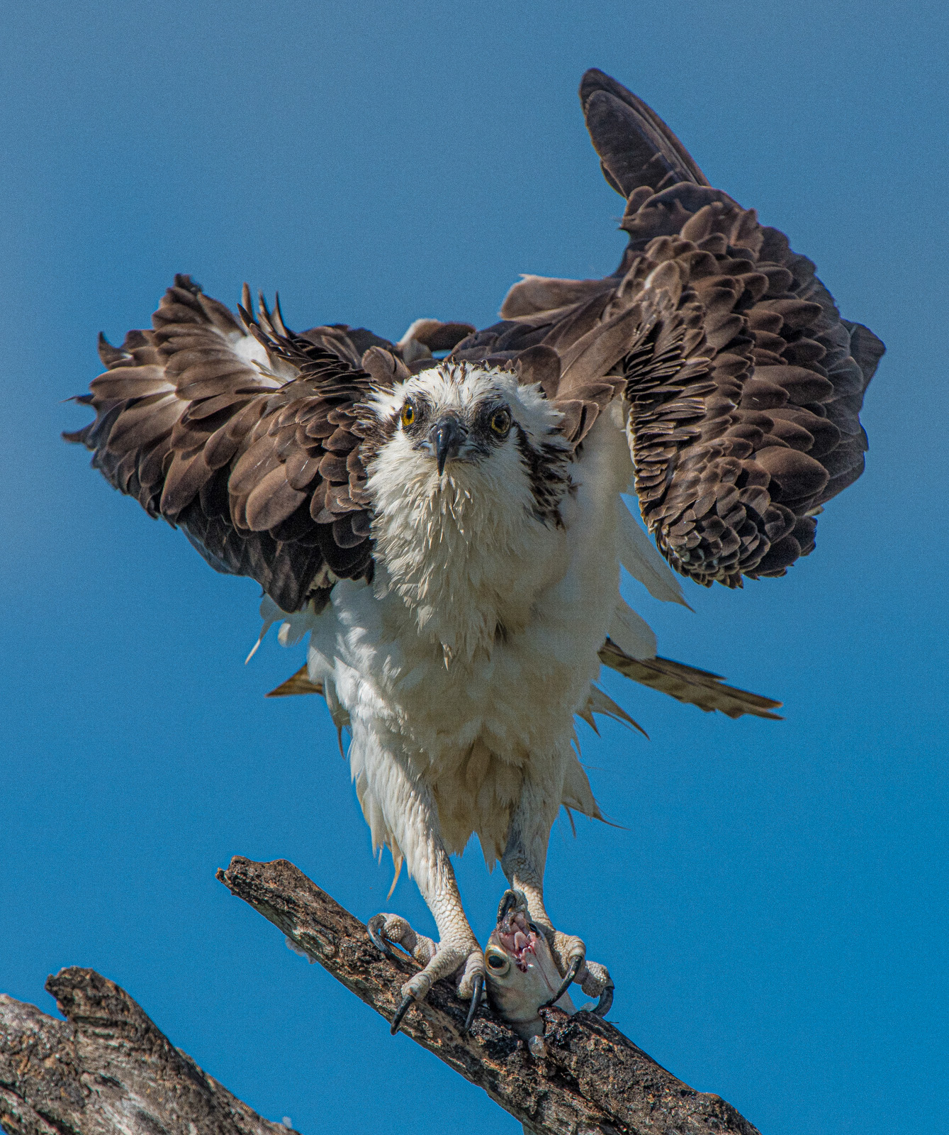 Mine Came First! by Larry Treadwell