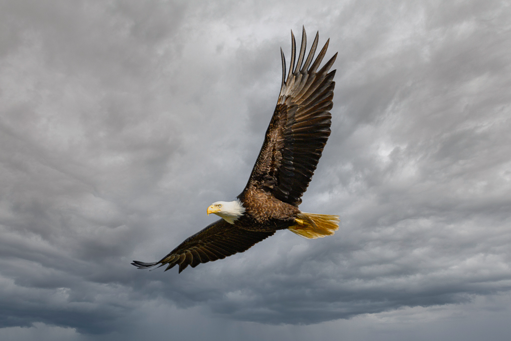 Soaring Eagle by Bud Ralston