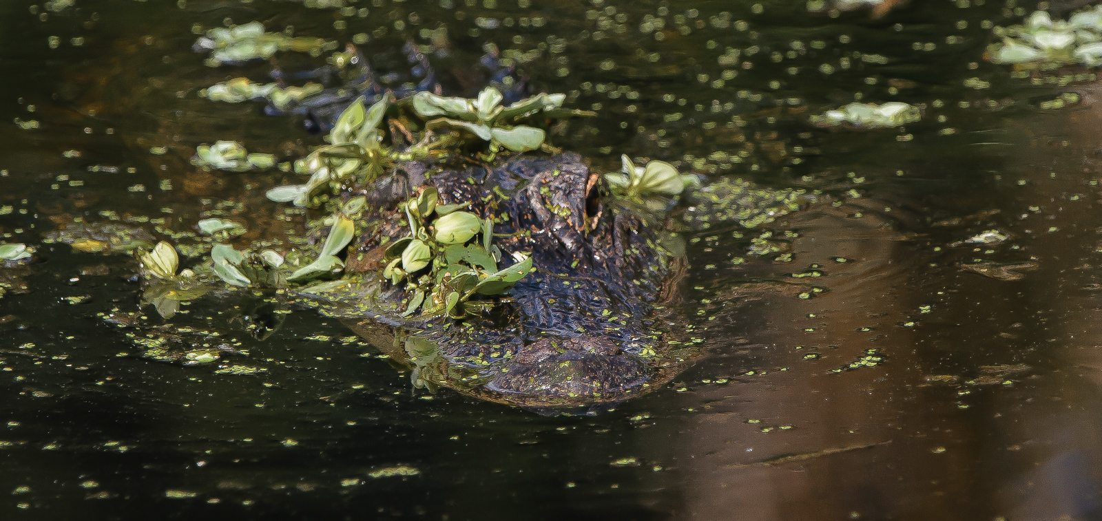 Stealth by Larry Treadwell