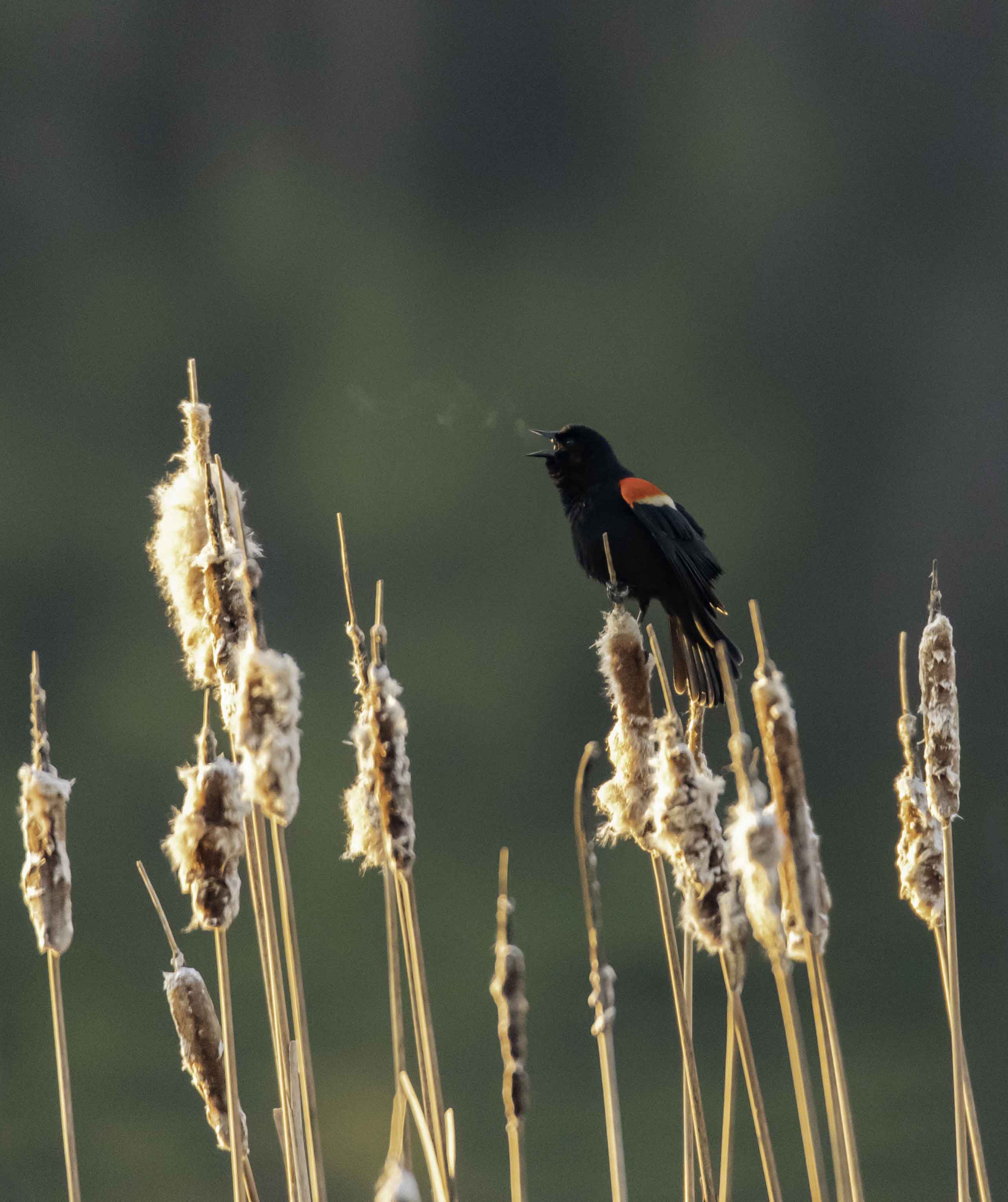 Red Wing Black Bird by Jason Stewart