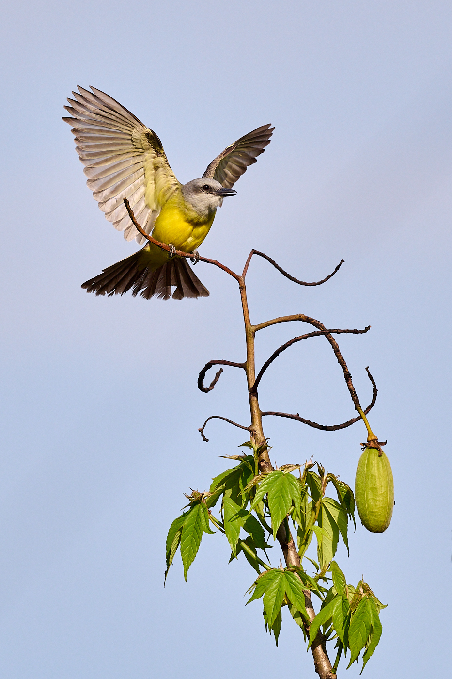Tropical Kingbird Display by Cindy Marple