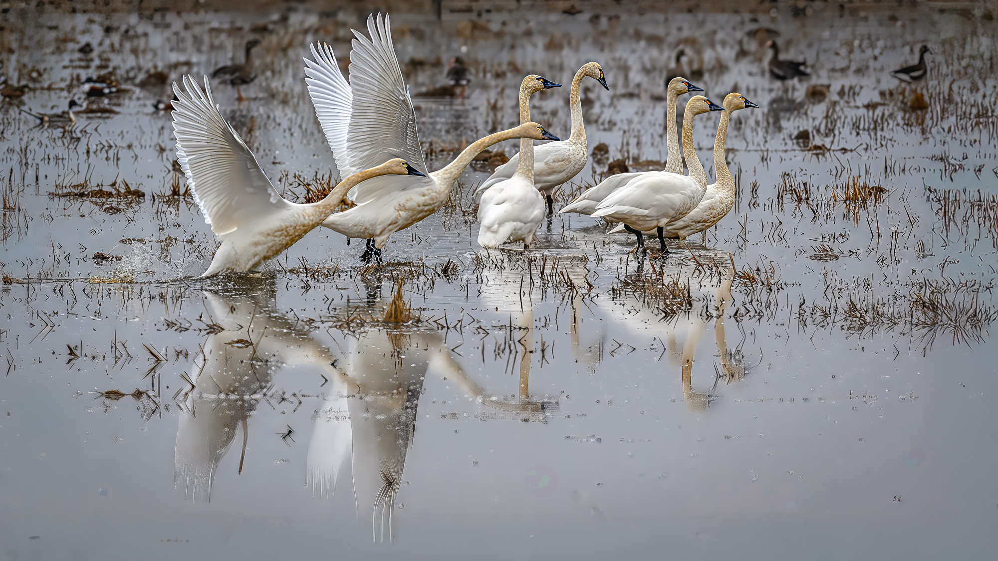 Tundra Swan Takeoff by Bud Ralston