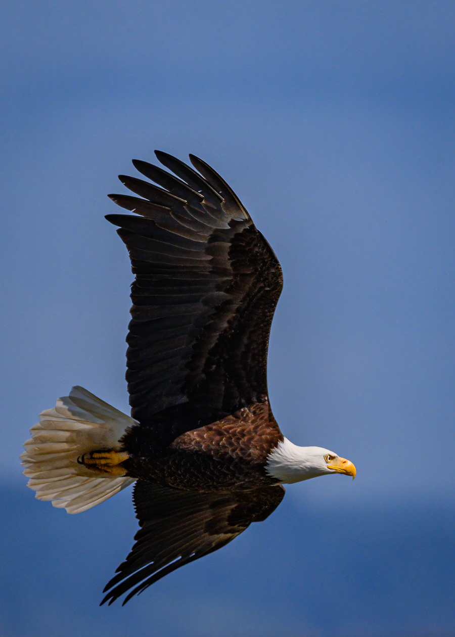 Turning Eagle by Bud Ralston