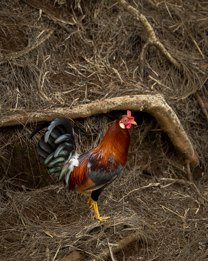 Young Male Jungle Fowl by Bud Ralston