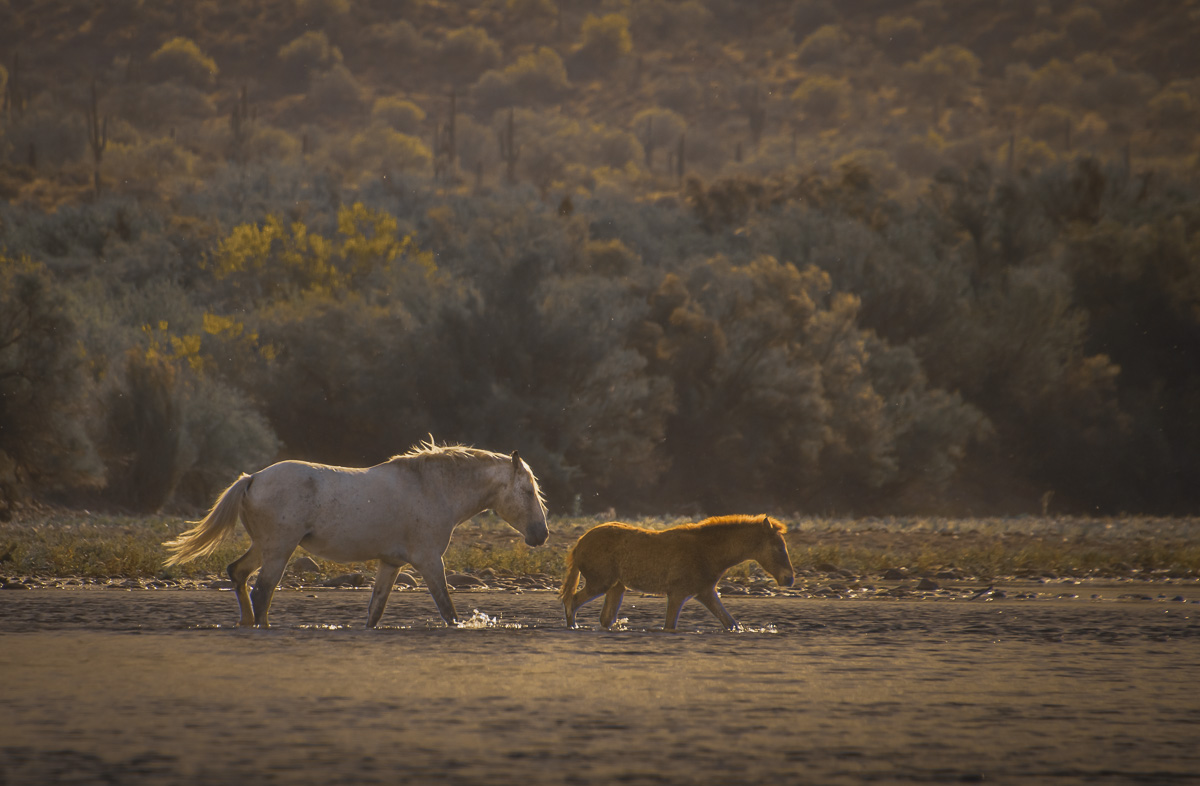 Mare and Foal by Ann Von Pentz