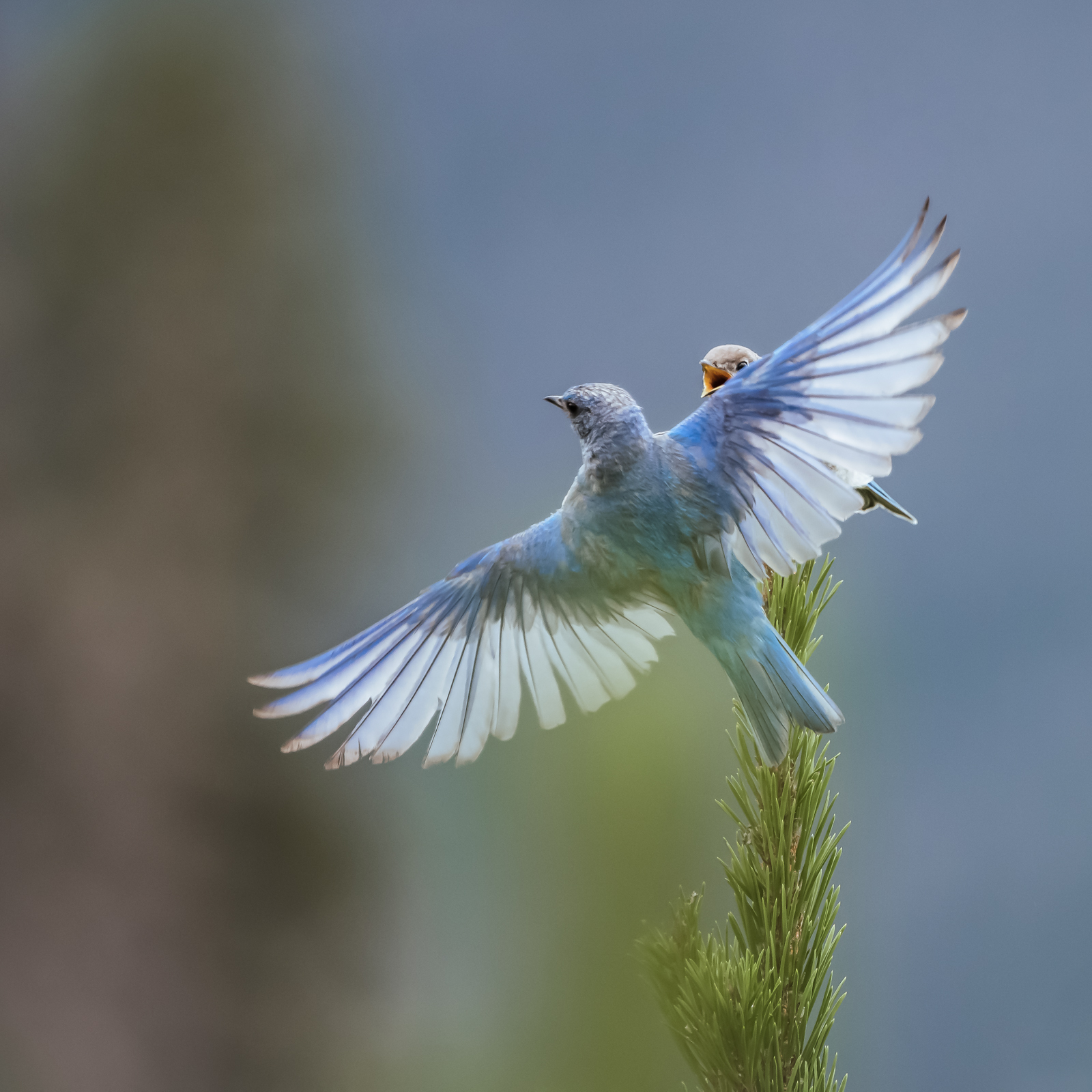 NO!!! by Larry Treadwell