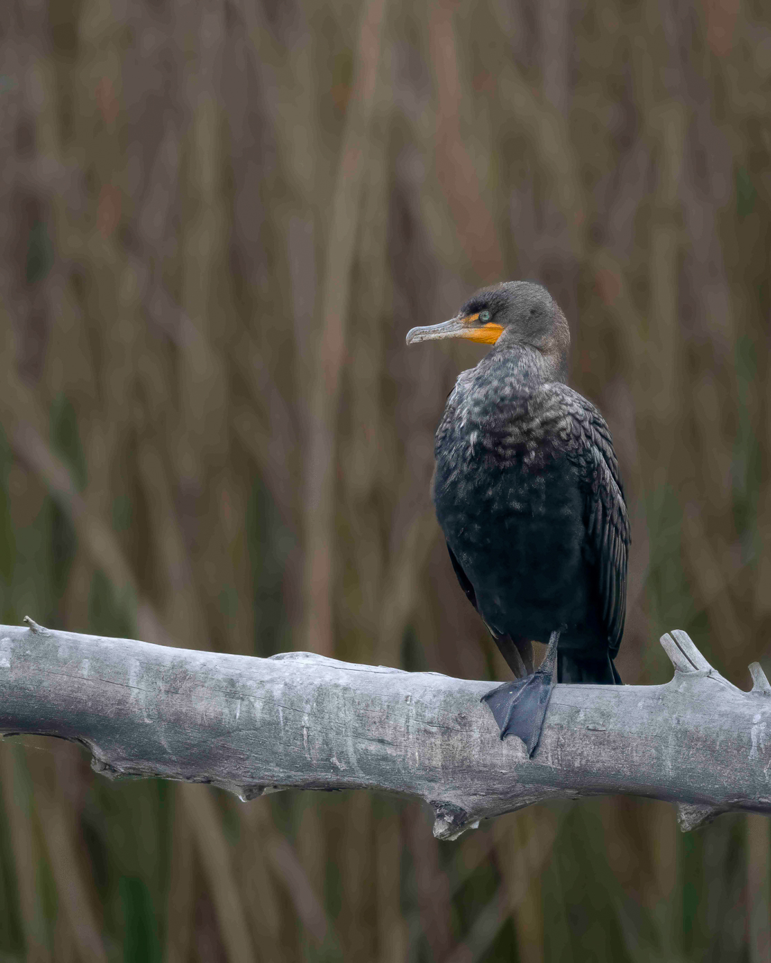 Double Creasted Cormorant Juvenile by Bud Ralston