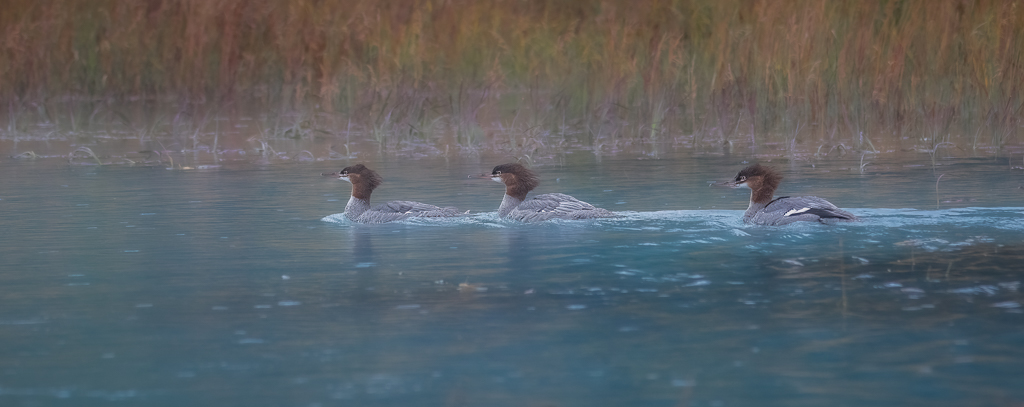 Mergansers by David Kepley