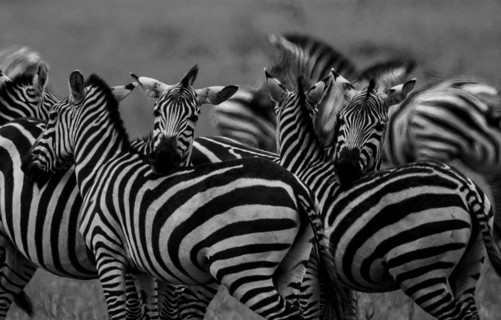 Stripes, Stripes and more Stripes! by David Kepley