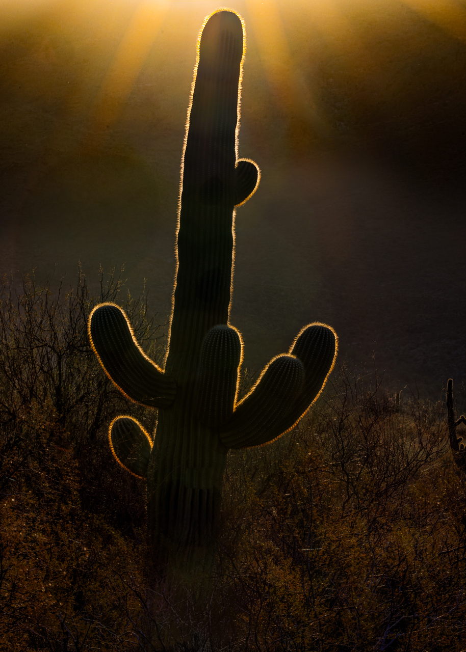 “Radiance in Solitude”  by Butch Mazzuca