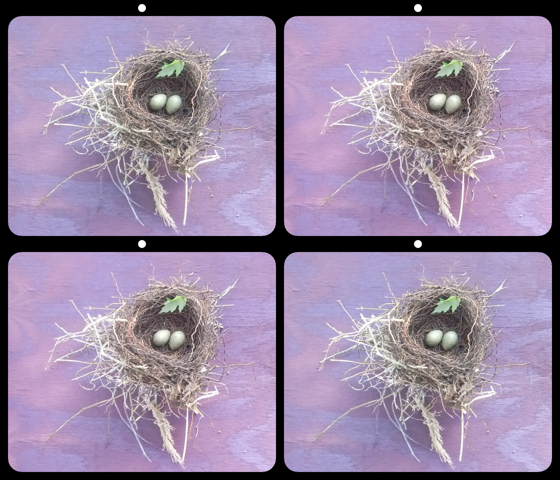 Blackbird Nest & Eggs by Betty Drinkut