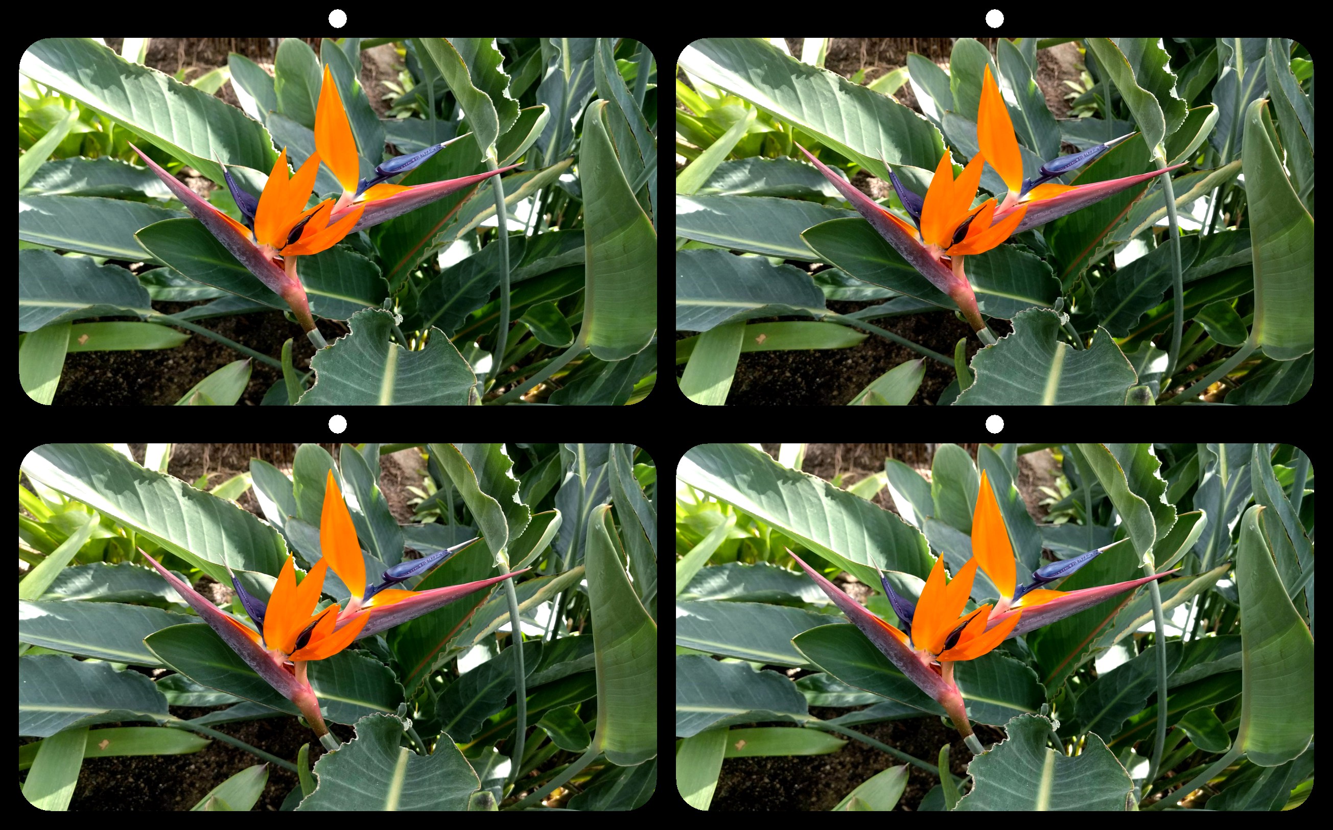 "Bird of Paradise" by Ken Kovar