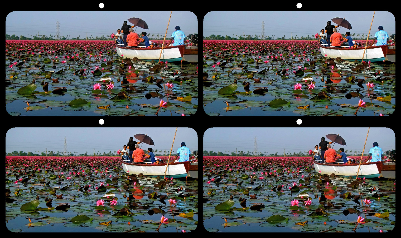 Collecting Water Lilies 