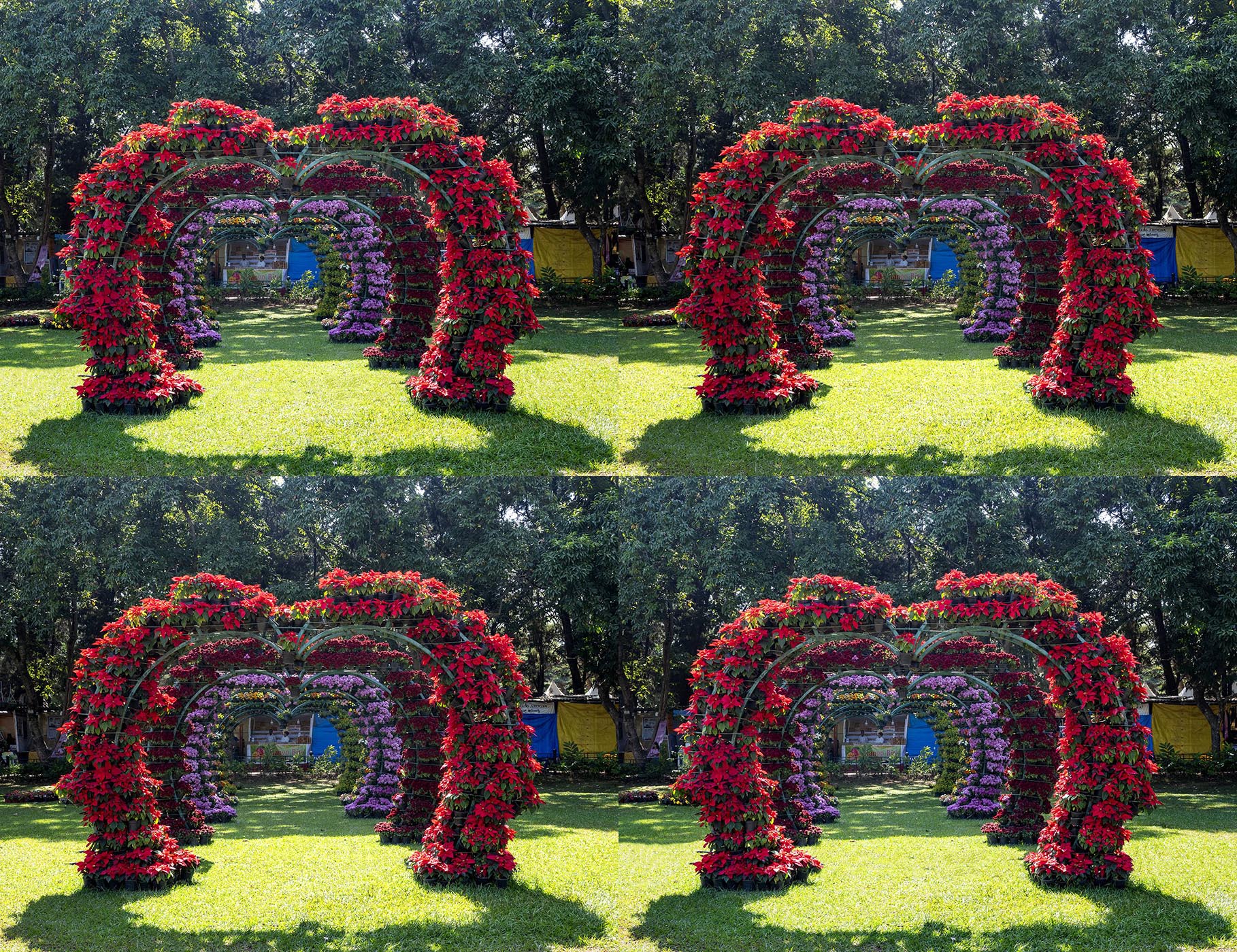 Flower tunnel by Satish Hanumantharao