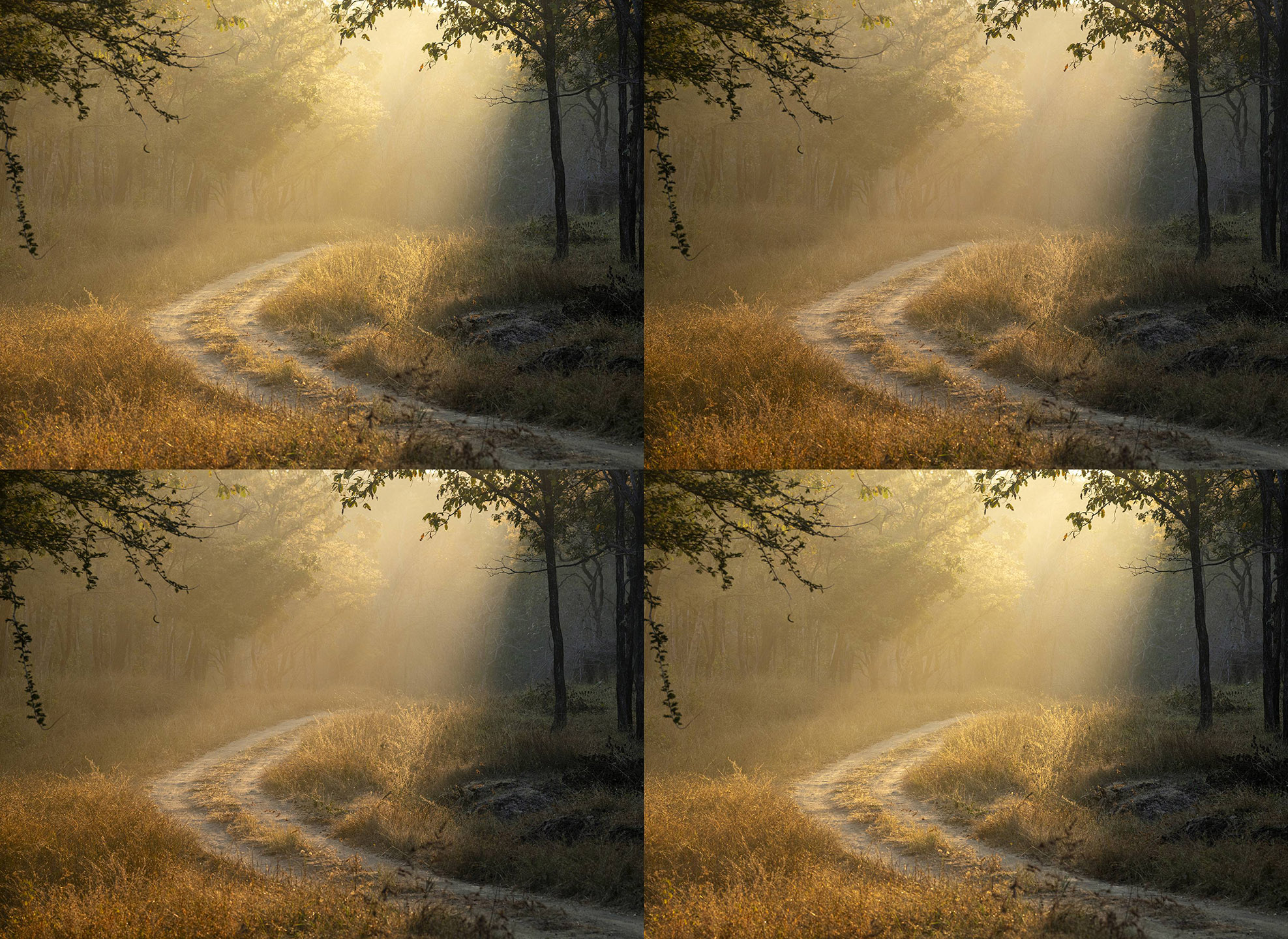 Morning rays  by Satish Hanumantharao