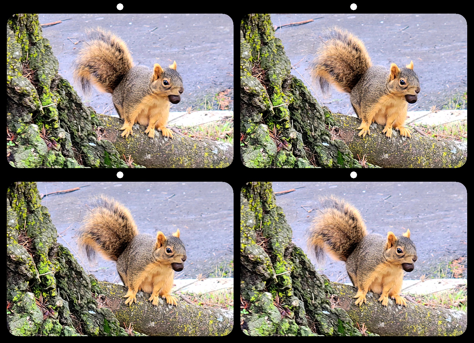 Squirrel with acorn