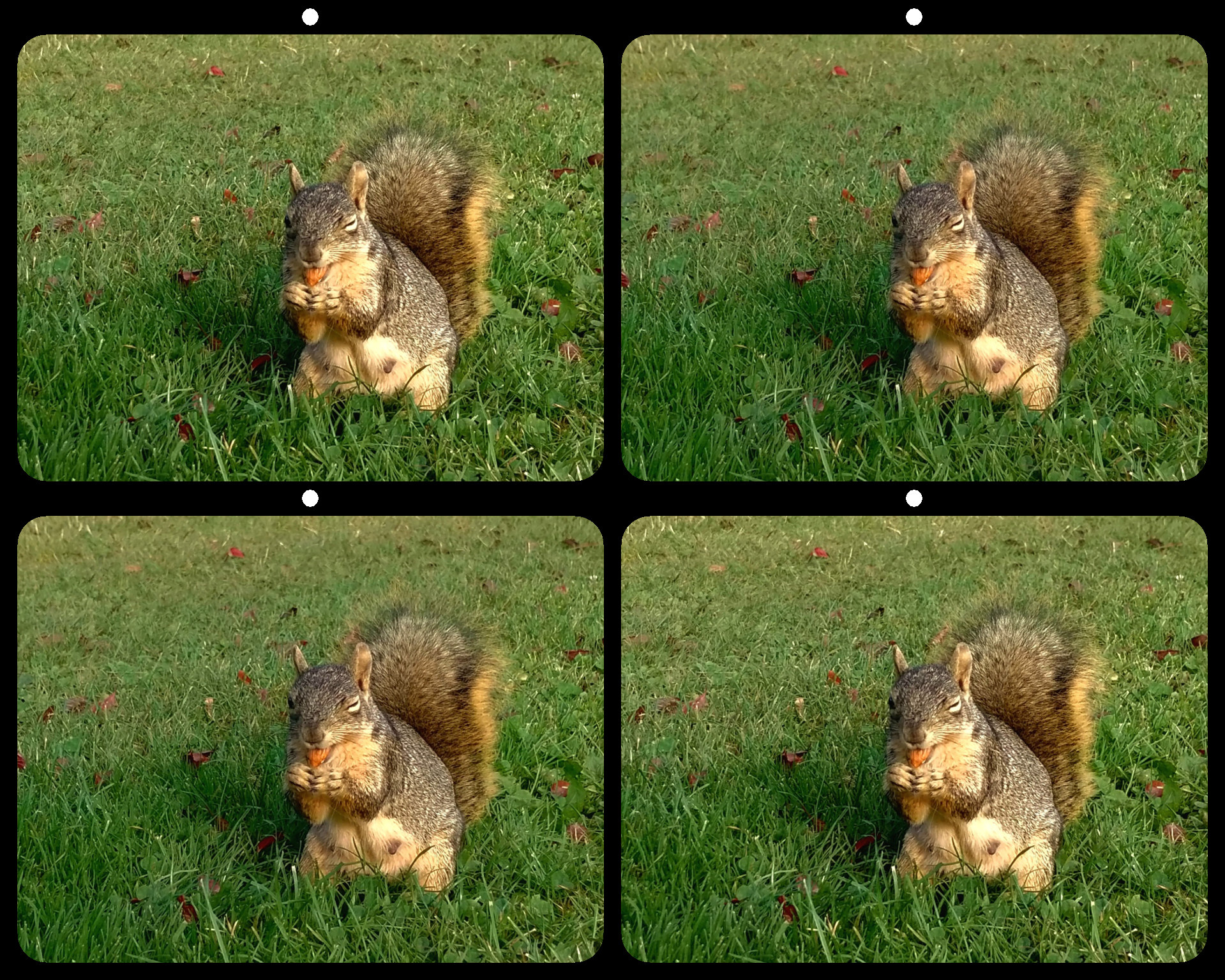 Mother Squirrel by Steve Wessing