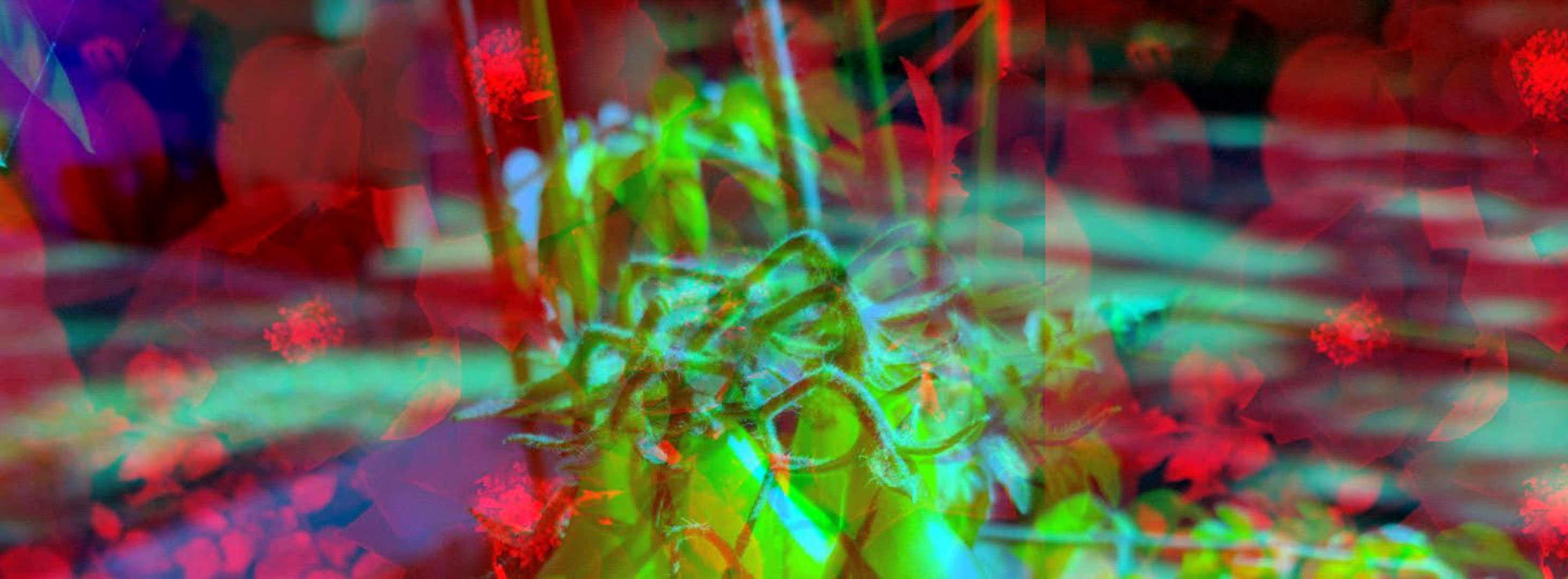 December 2025 - Steve Wessing