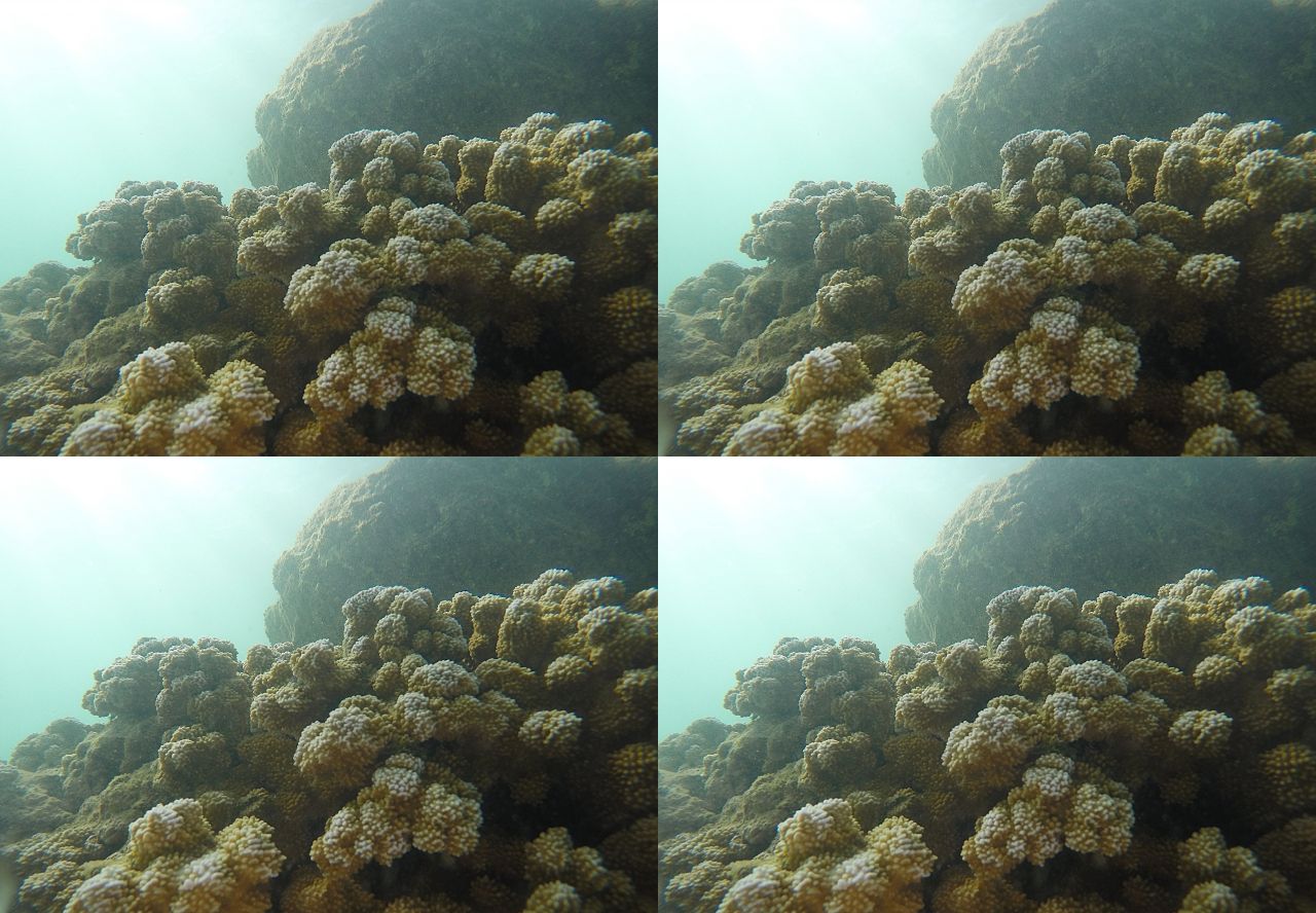 Coral by Edward Austin