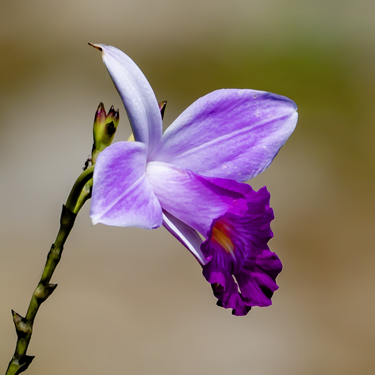 Orchid in the Wild