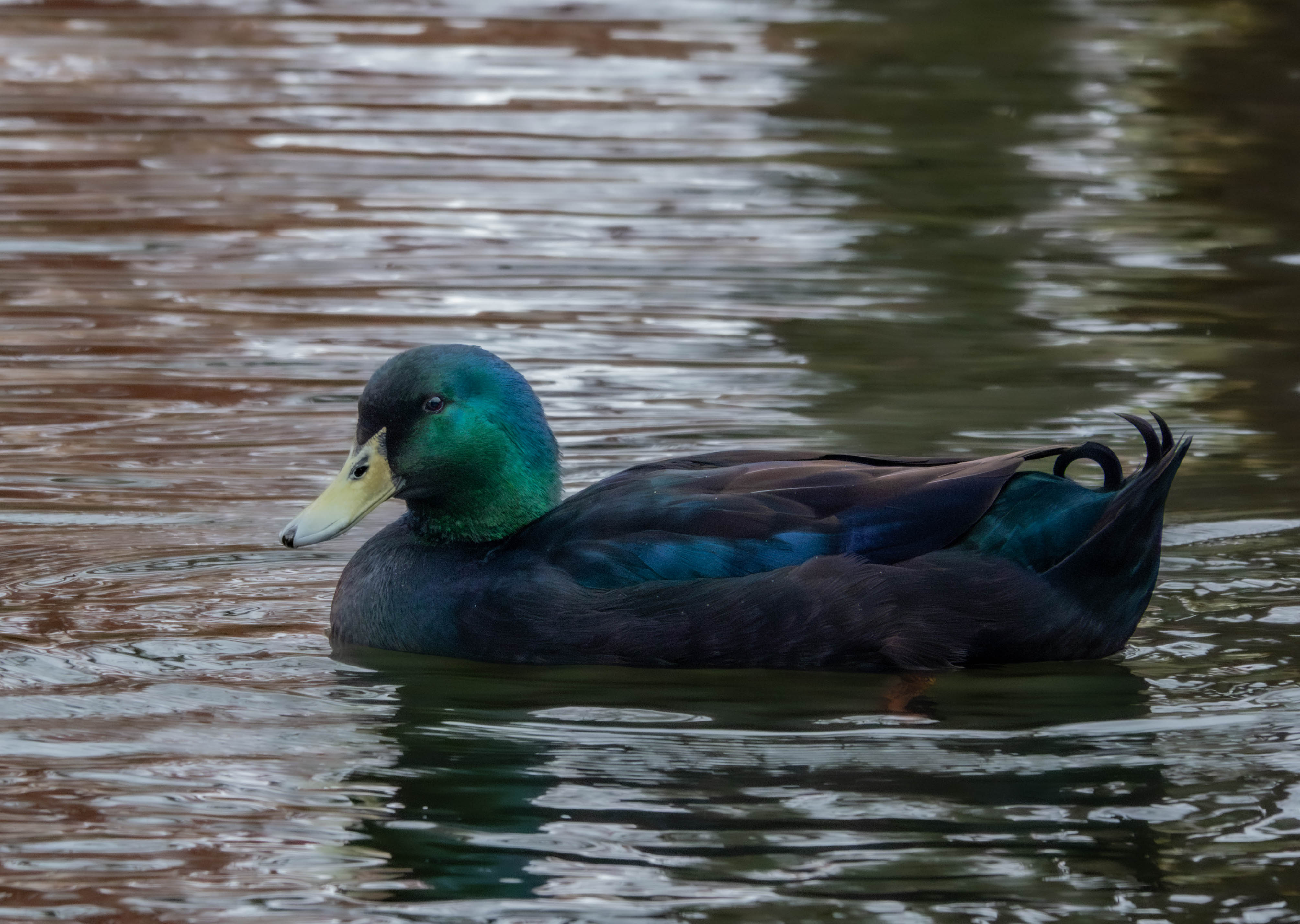 Cayuga Duck by Cindy Smith