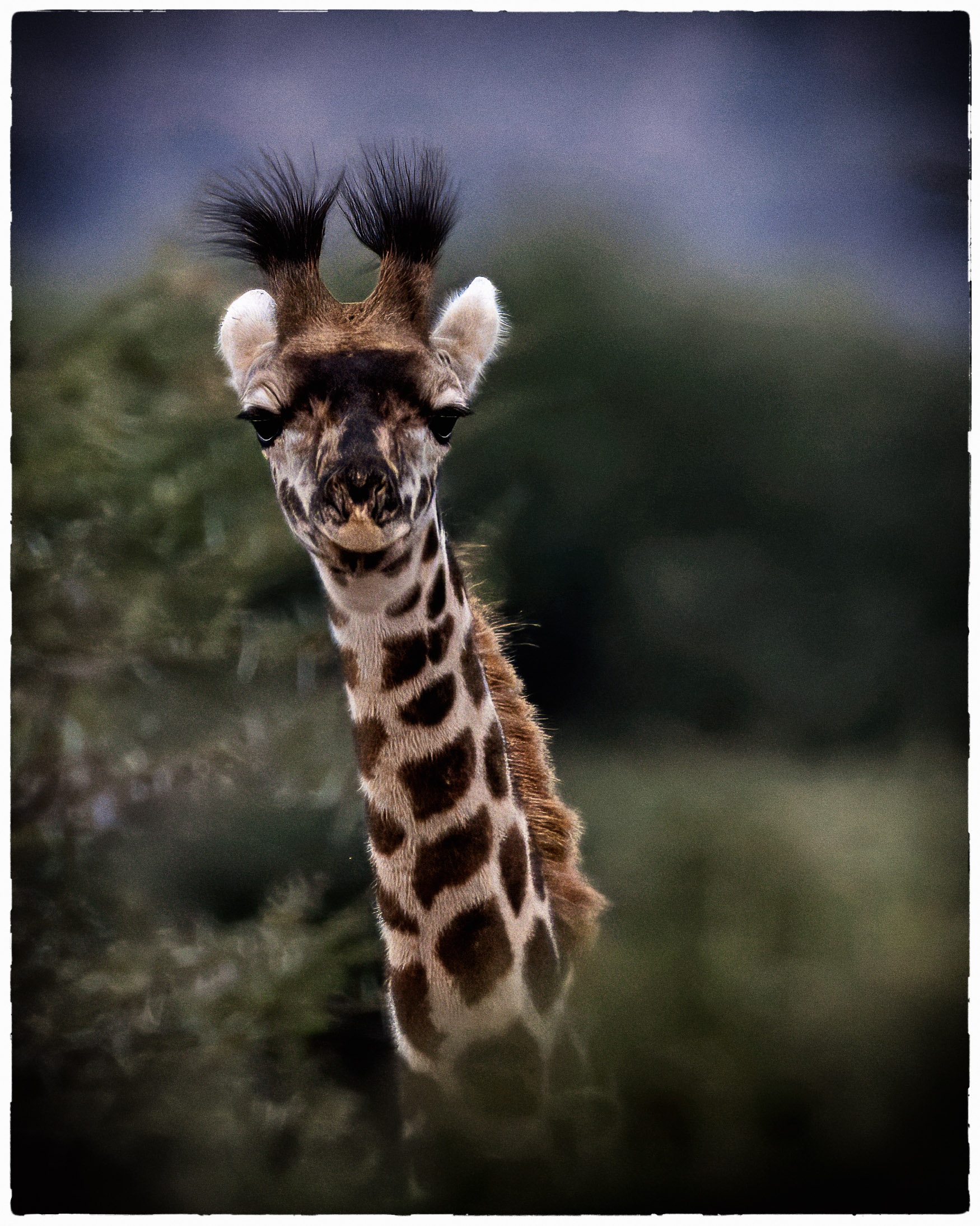 Southern Giraffe by Jaswant Madhavan