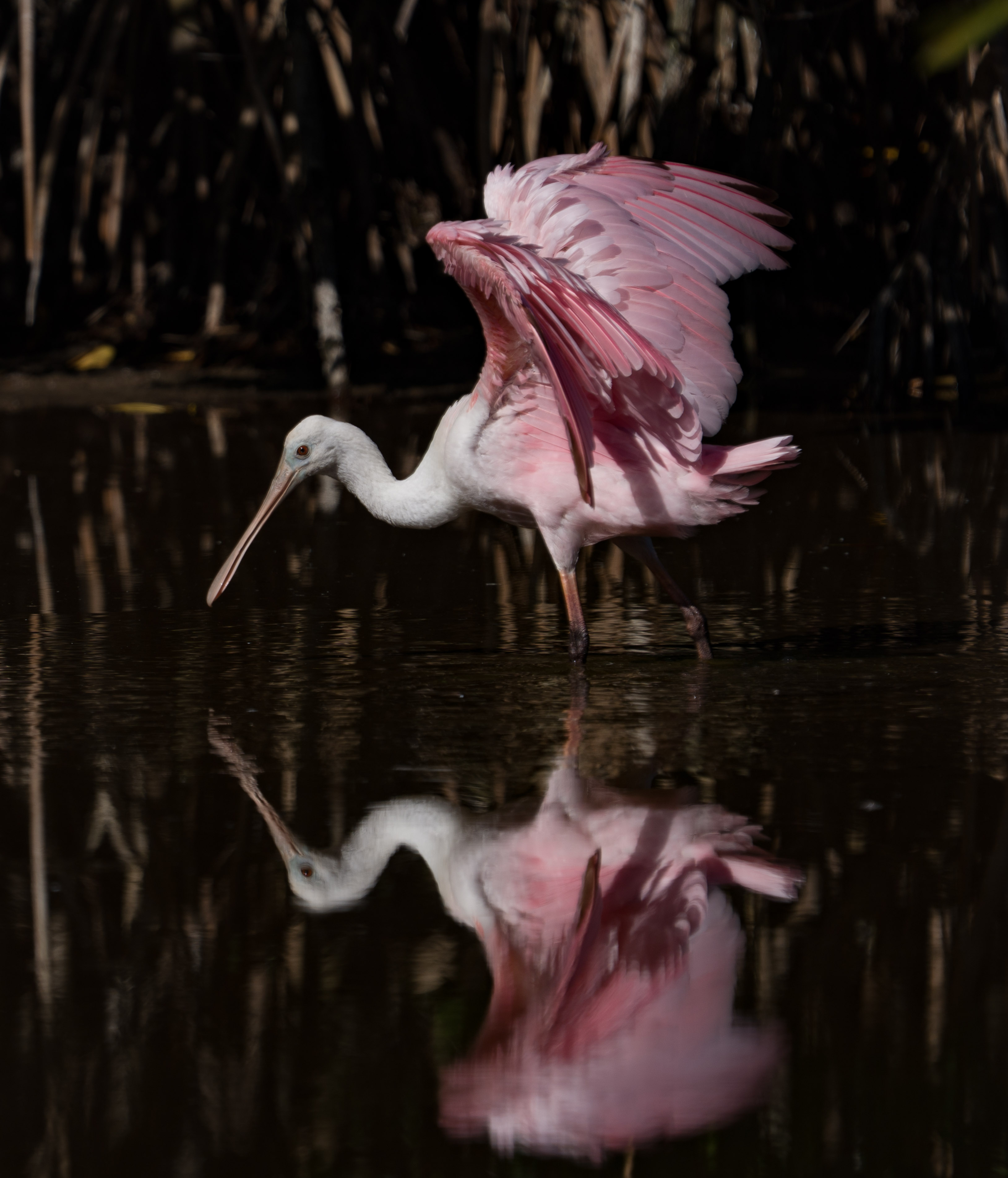 Spoonbill Art by Cindy Smith