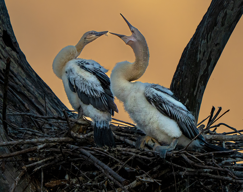Anhinga Chicks by Mervyn Hurwitz