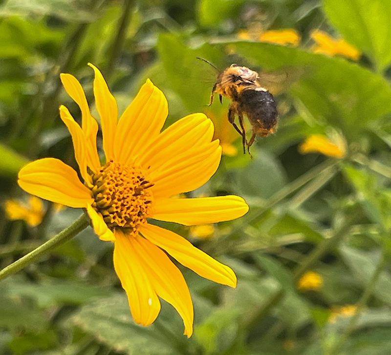 Bee in Flight by Jacob Wat