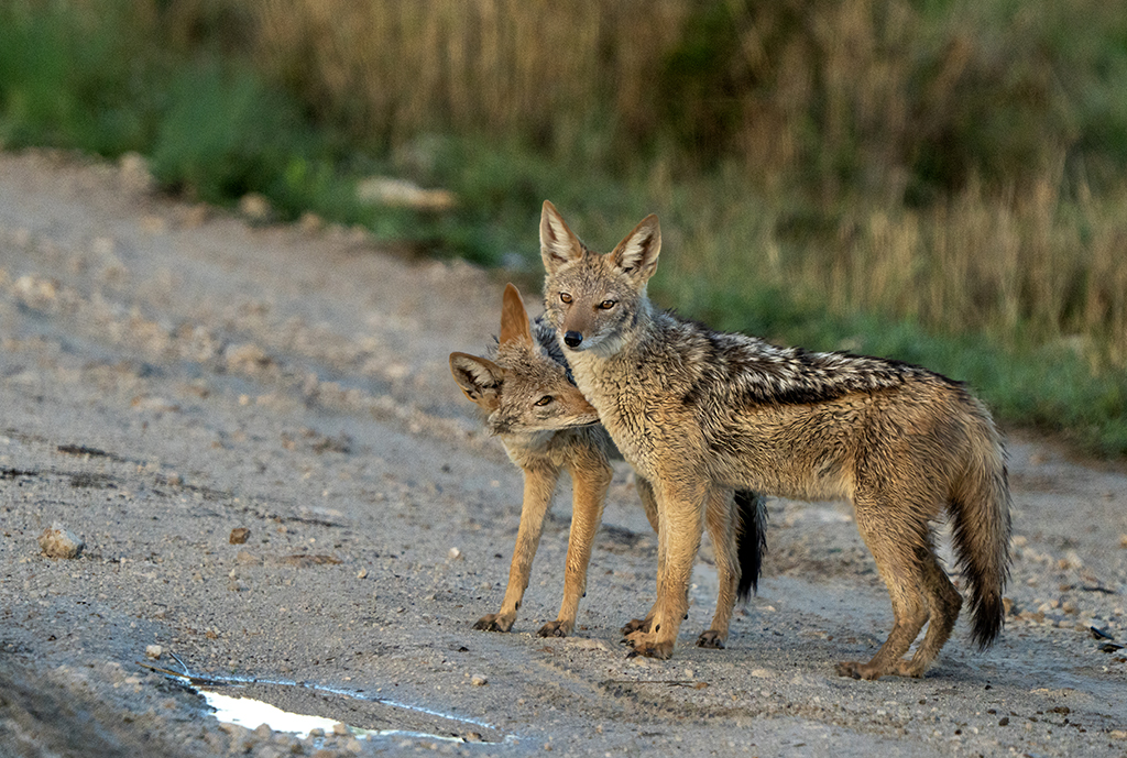 Black Jackal couple by Mervyn Hurwitz