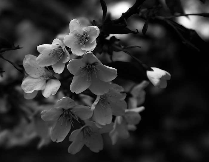 Spring Blossoms by Jacob Wat
