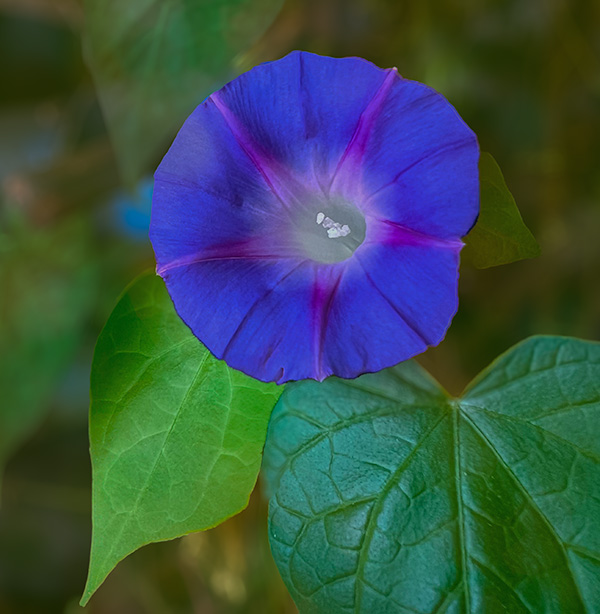 Blue Morning Glory by Jacob Wat