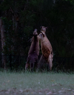 Boxing Kangaroos by Diane Perry