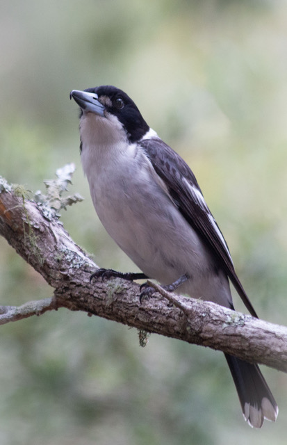 Juvenile Butcher Bird by Diane Perry