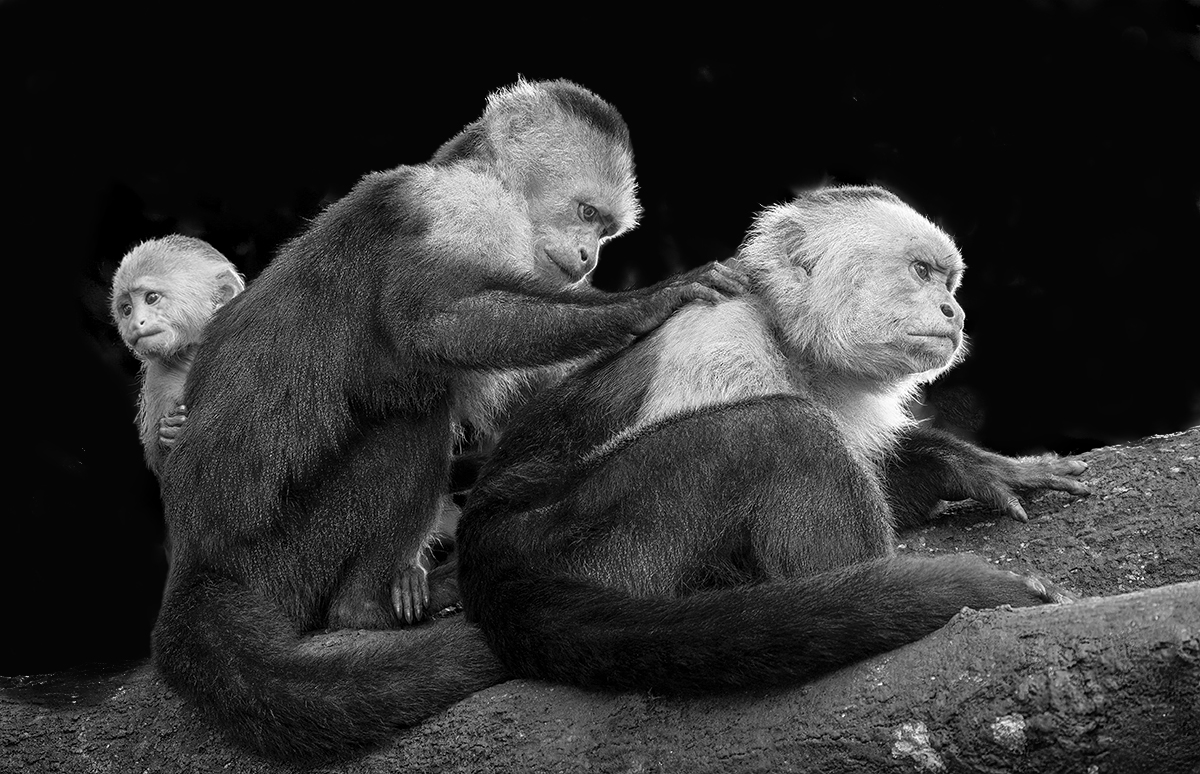Capuchin Monkeys by Mervyn Hurwitz