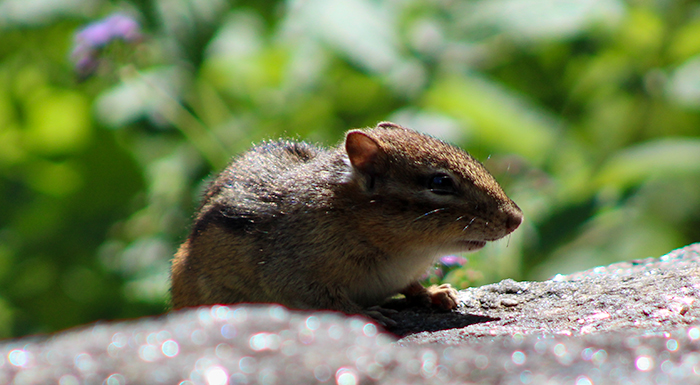 Summer Chipmunk by Jacob Wat