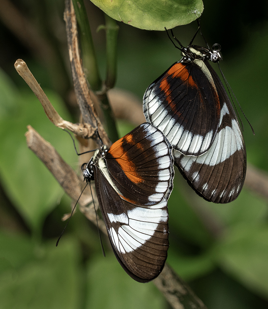 Cyno Longwings Mating by Mervyn Hurwitz