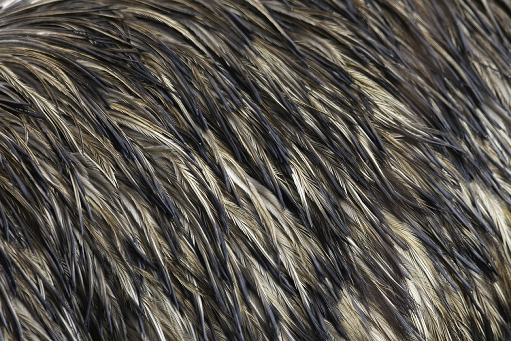 Emu Feathers by Diane Perry