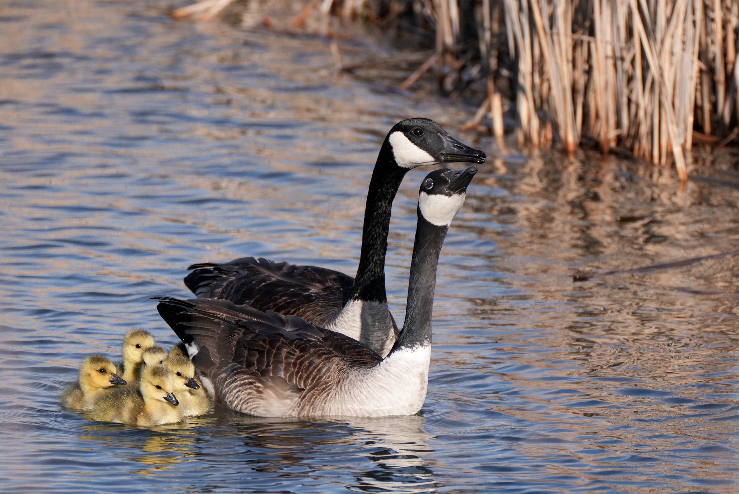 A Gaggle of Love by Cindy Smith
