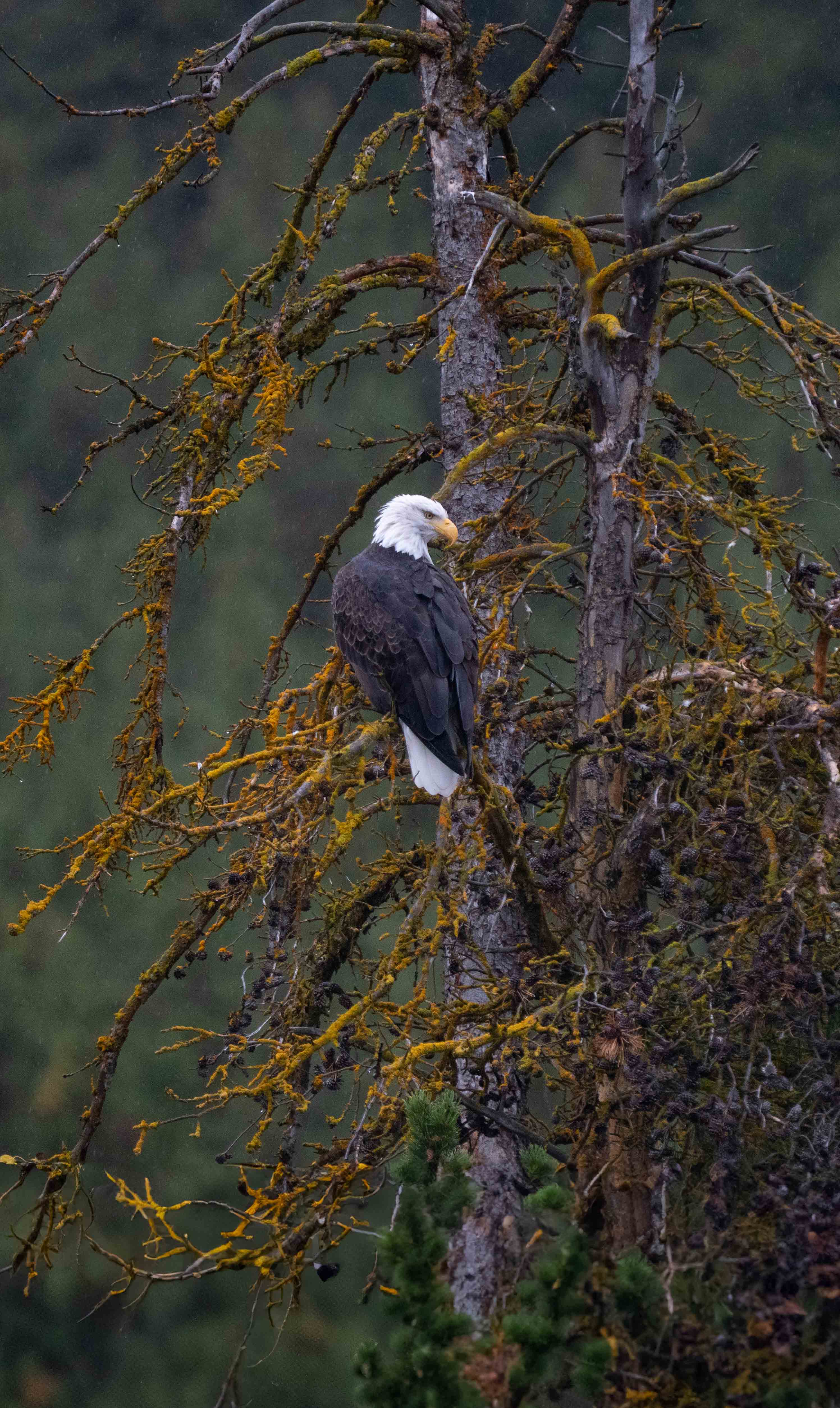 Bald Eagle by Cindy Smith