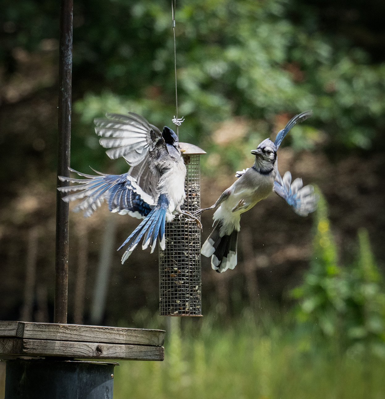 Blue Jay Dispute by Dean Ginther