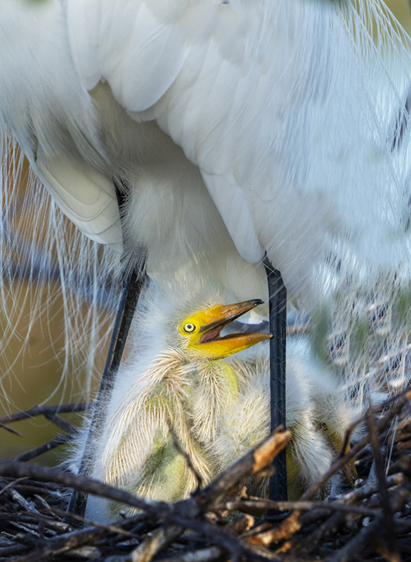 Egret Chick by Mervyn Hurwitz