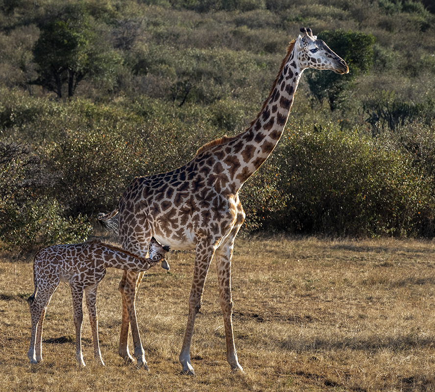 Feeding Time by Mervyn Hurwitz